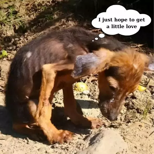 The skinny stray dog ​​is using his last bit of strength to hope to receive a little love from everyone