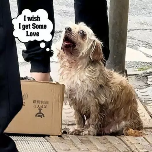 This poor stray dog ​​can only use its pitiful eyes and weak cries to beg for help from passersby