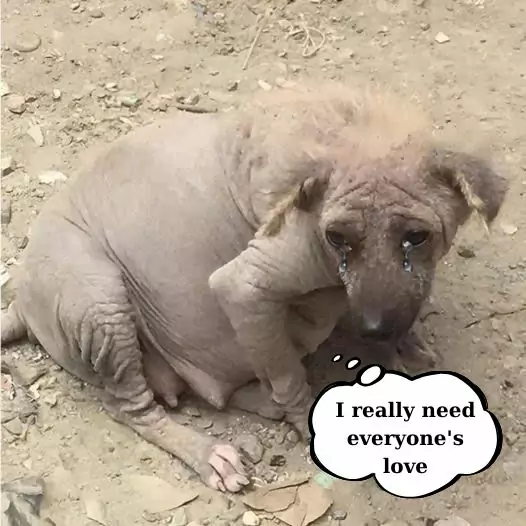 This poor dog was abandoned by its owner while pregnant, now it has become a homeless dog that has to beg for food every meal