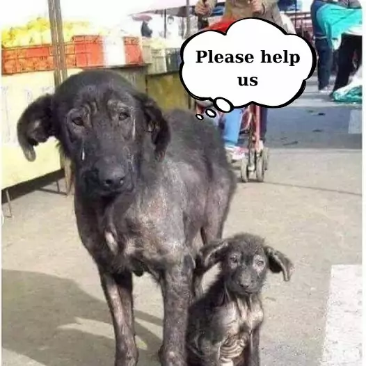 These two poor stray dogs were abandoned by their owners and had to beg for food for many days but were ignored