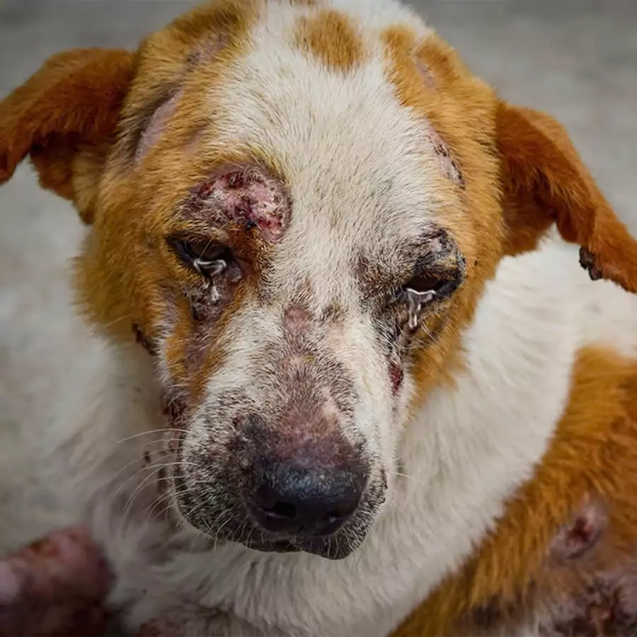 This poor dog has been through a lot of brutal abuse from his previous owner, so pitiful