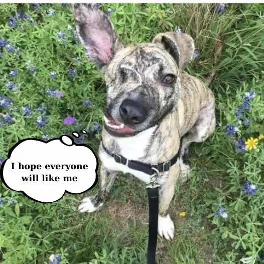 This dog is haunted by the abuse of his previous owner just because of his deformed face, so he always hopes that people can love him