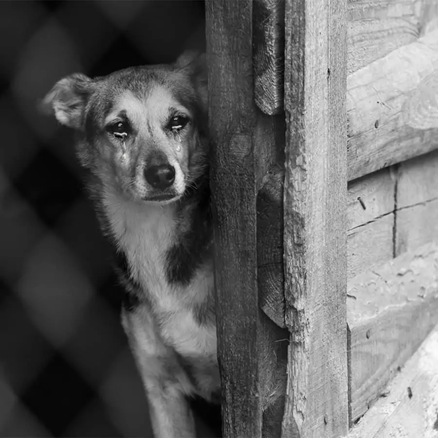 This dog patiently waited for its owner for 9 years at the old house, not knowing that the owner would never return