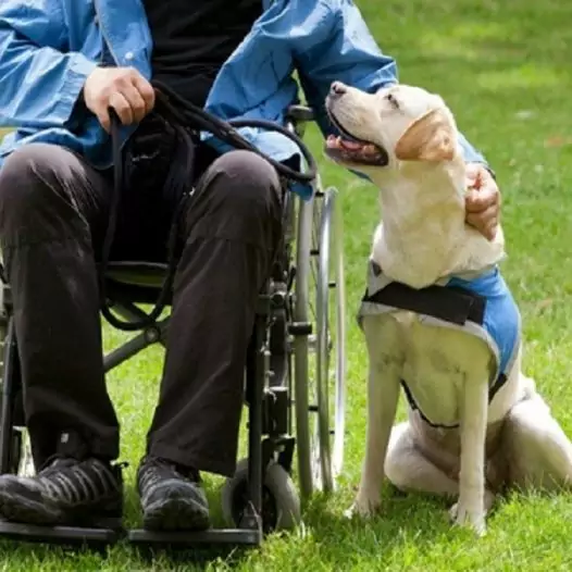 This loyal dog has been by the side of his disabled owner for 10 years