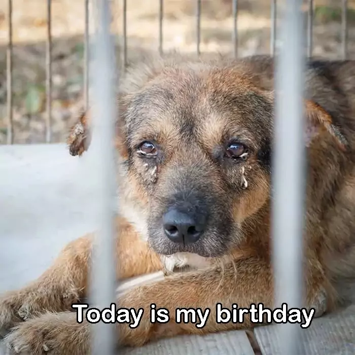 7 years in a shelter, I just wish someone would adopt me on my birthday today