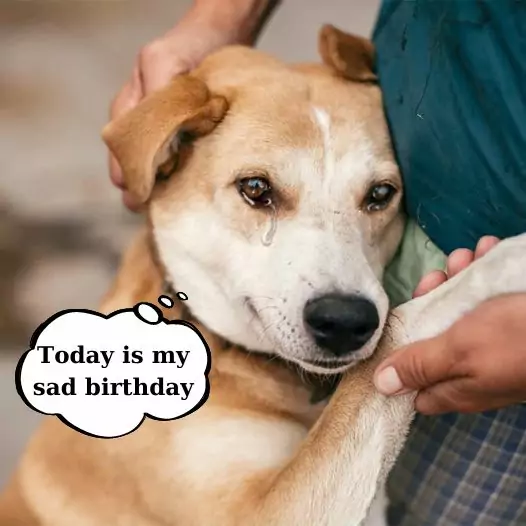 Mac’s Sad Birthday: This Dog Is Begging His Owner Not to Take Him to the Shelter