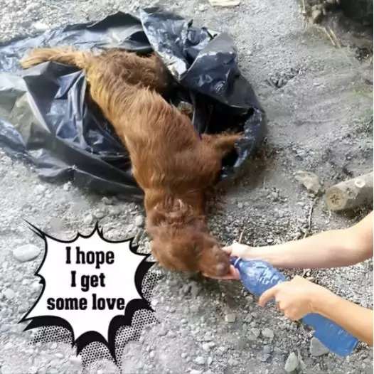 Woman was shocked to find a dog with weak breathing discarded in a plastic bag at a landfill