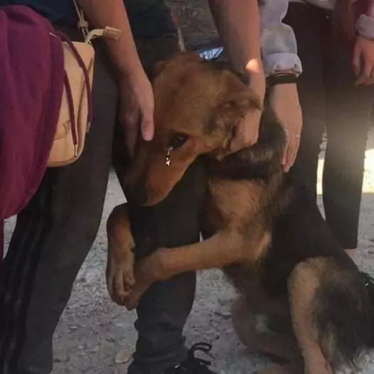 Heartbreaking scene of this stray dog ​​hugging the leg of a passing tourist, begging for help