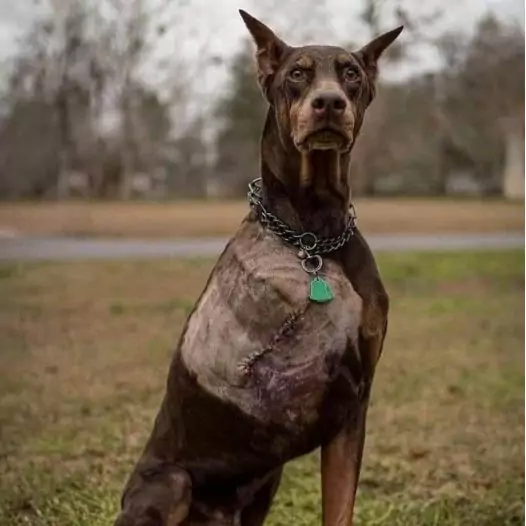 This Doberman service dog dedicated 11 years to the US police force and retired with a missing leg