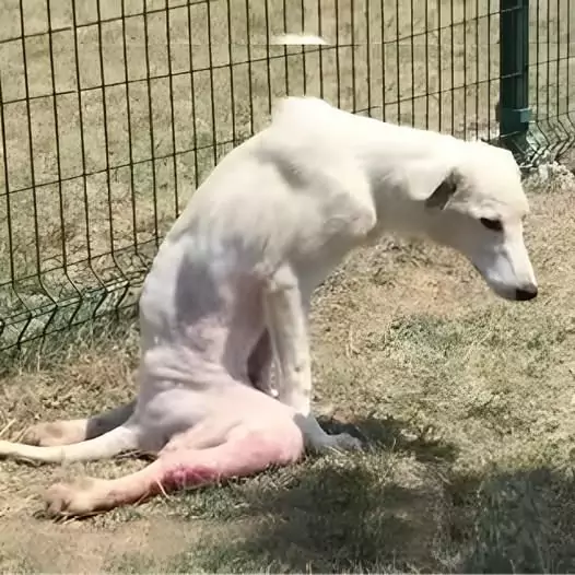 This poor dog was deprived of many opportunities to be adopted just because of his disabled legs