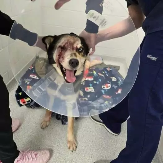 The rescue team rescued this dog when it was abandoned on the side of a cliff with a deformed bruised face