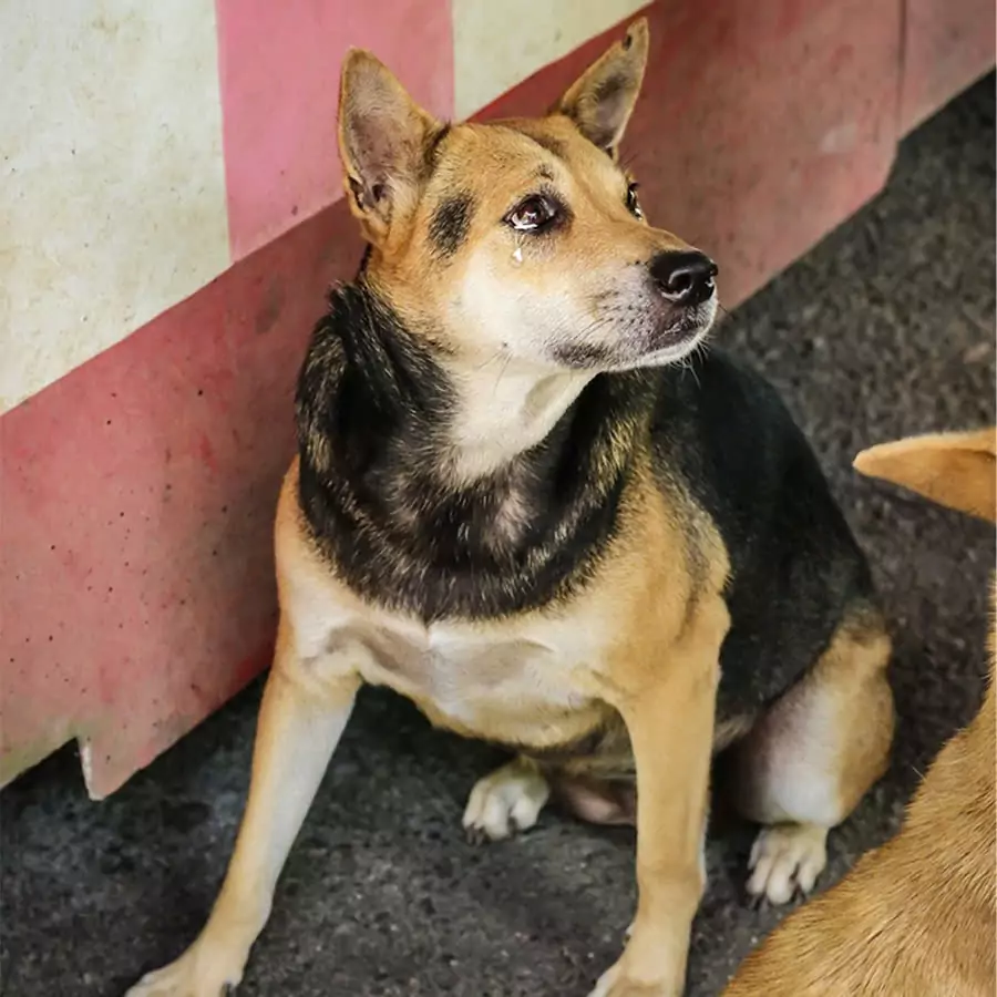 5 years of waiting: This dog was once again in tears when he saw that the adopted dog was not him