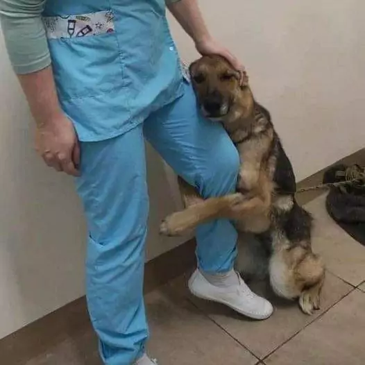 This dog always hugs the rescuer’s leg every time he comes to feed him as if he is afraid of being abandoned again