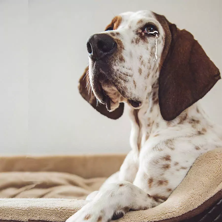 Touching story about a dog with a sixth sense. Crying and saying goodbye to his family to go to the shelter.