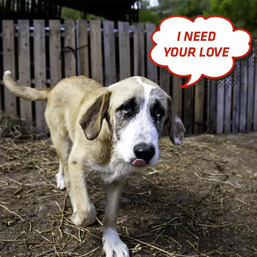 Joki the dog cried as people who came to see him passed by one by one, no one wanted to adopt him