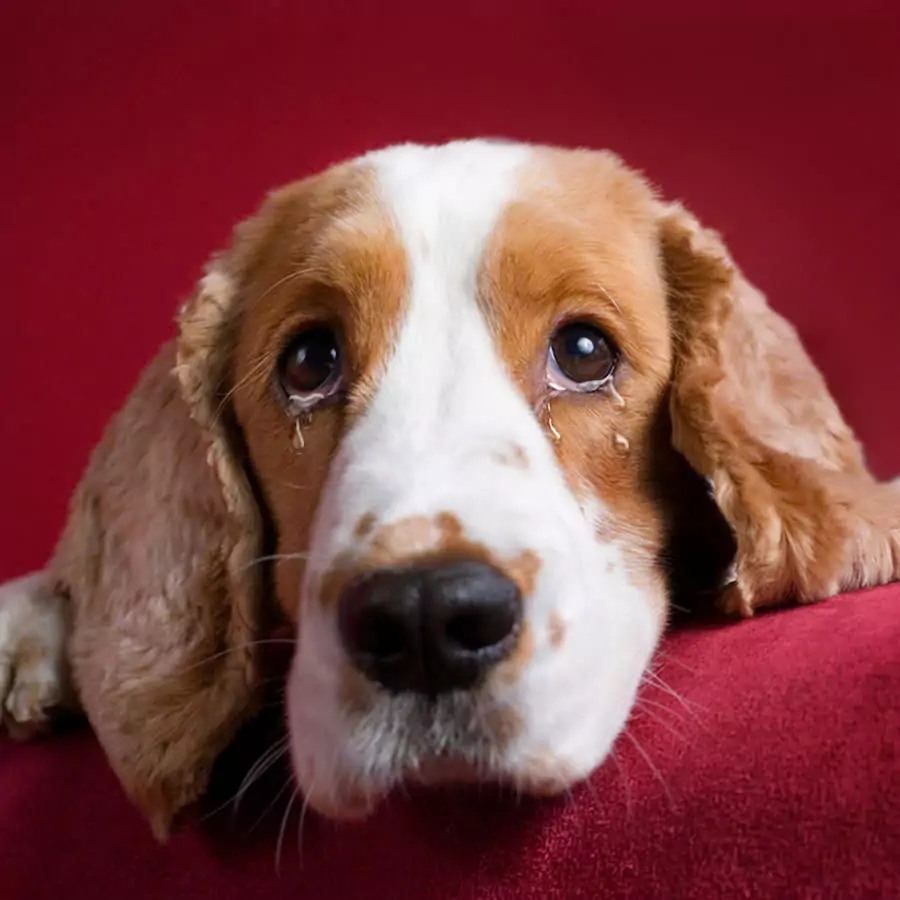 Miza the dog cried when he learned that he was going to be sent to a shelter. Because his owner’s new wife didn’t like his breed.