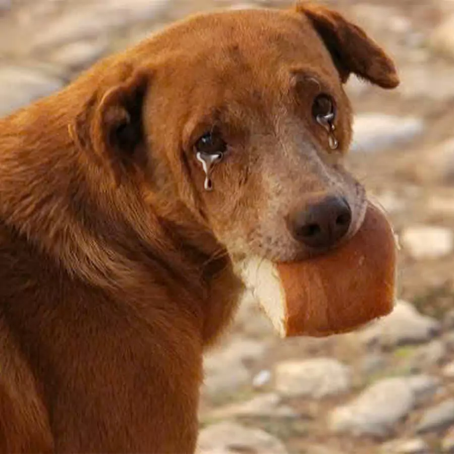 The dog had been hungry for 3 days, and cried when he received a piece of bread from a 5-year-old boy.