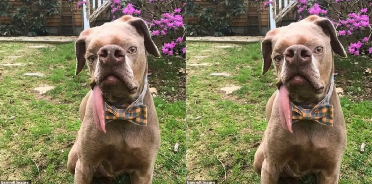 The dog with the special nose has found his forever home