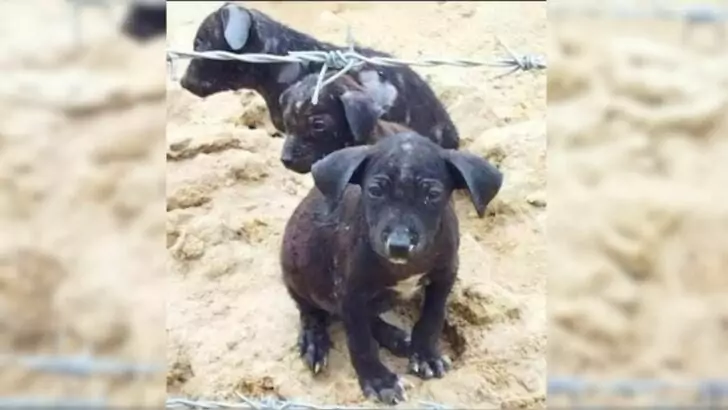 A farmer was shocked to discover puppies on an old blanket near his home