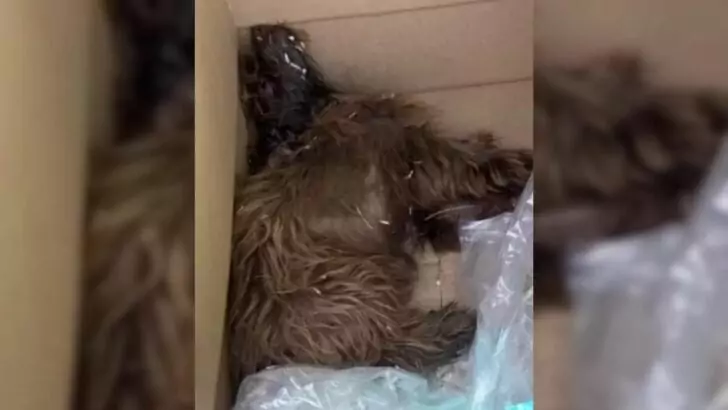 A disabled puppy found in a miserable state inside a box has been rescued by a kind hearted person