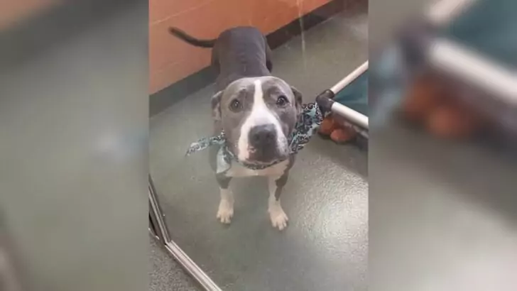 This poor dog watches longingly as adopters ignore him in favor of other puppies