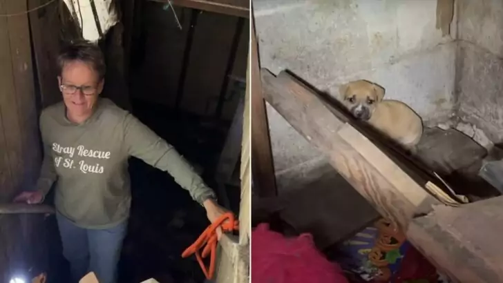 A courageous rescuer places herself in a perilous situation to save a mother dog and her puppies from an abandoned house