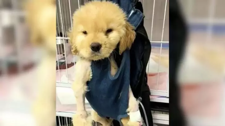 A young puppy, born with paralysis, was abandoned at a veterinary clinic because the cost of necessary medical treatment was deemed too high