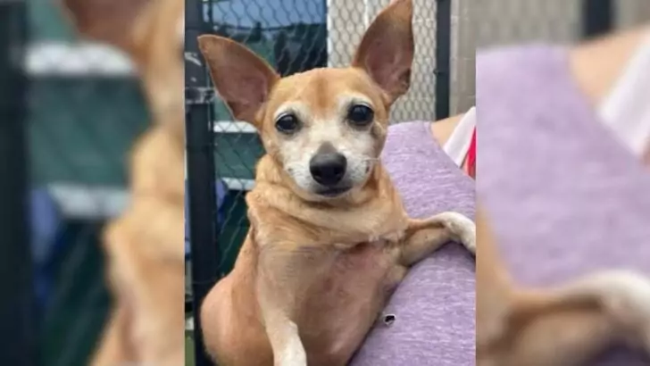 Owners abandon 16-year-old Chihuahua at shelter, stating they can no longer dedicate time to his care