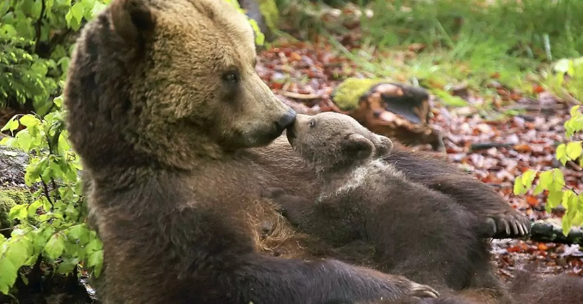 A young bear cub affectionately snuggles against its mother and bestows a gentle kiss upon her