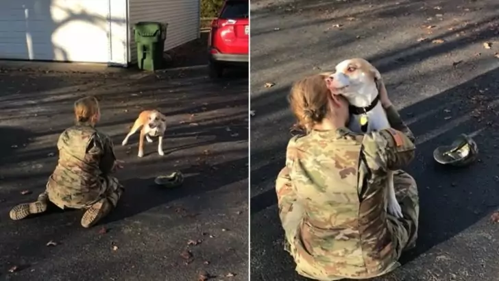 A military mother reunites with her dog after nearly a year apart, evoking an emotional response from the online community