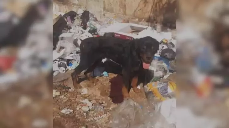 Rescuers are trying to help a dog abandoned by its owner who brutally abused it