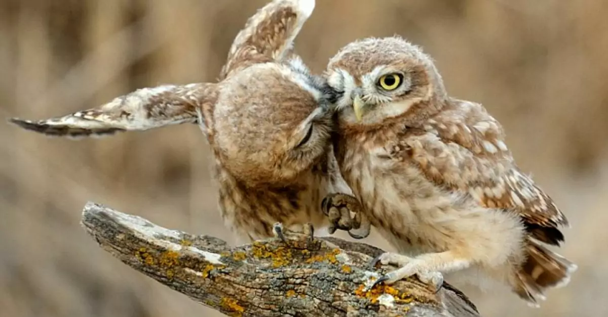 The most adorable peck on the cheek you will encounter today! These owls demonstrate their affectionate nature as they snuggle together for a kiss