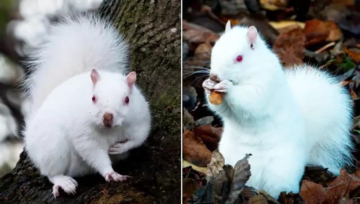 A man photographs one of the nation’s 50 rare albino squirrels