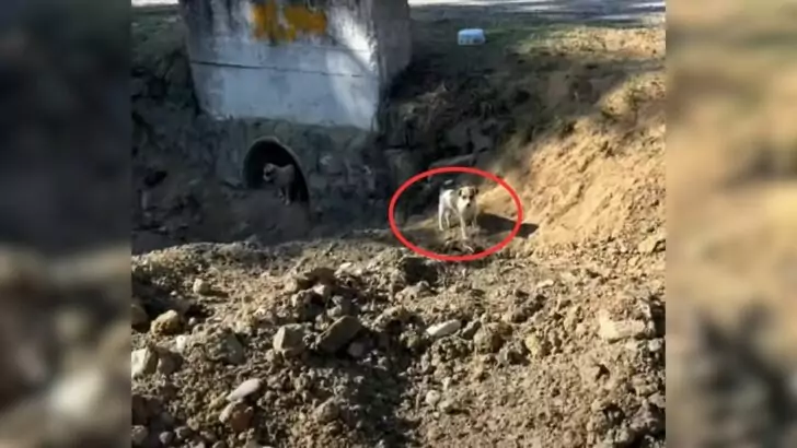 The rescuer was stunned to see what this stray dog ​​did with the food it received