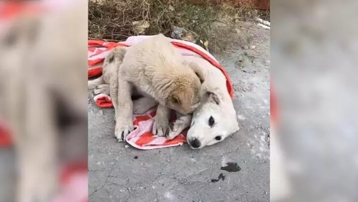 Sorrowful dog lay curled beside his injured little sister, who was helplessly resting on the cold ground