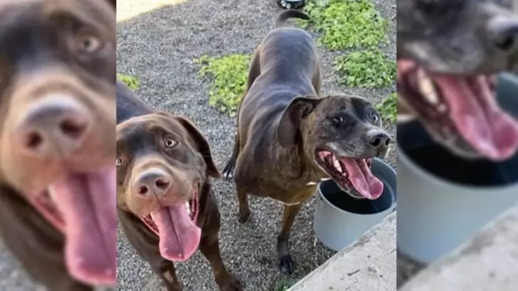 Shelter personnel were astonished when a family relinquished two healthy dogs with the intention of having them euthanized