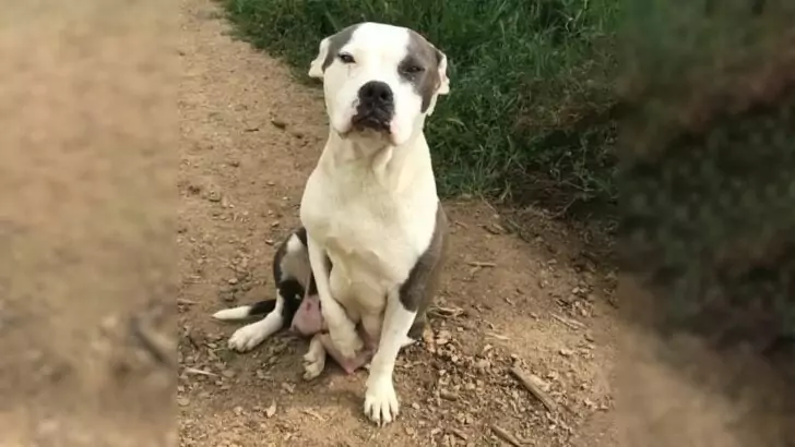 A quivering mother dog brought her paws together, resembling a gesture of pleading for assistance