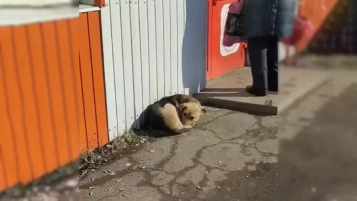 A puppy nestled in front of a store was earnestly wishing for someone to take her home