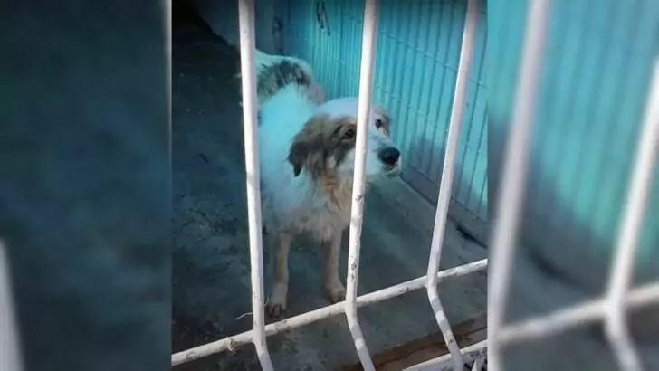 Rescuers Retrieve a Homeless Dog from the Streets, Only to Discover Her Heart-Wrenching Condition