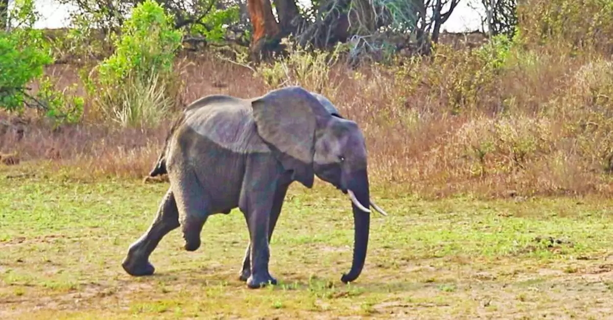 The three-legged elephant exhibits remarkable vitality, triumphing over challenges to thrive in its natural environment