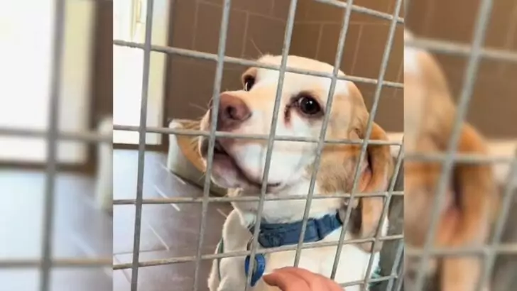 Poor dog suffers after its owner decides to surrender it to a rescue shelter