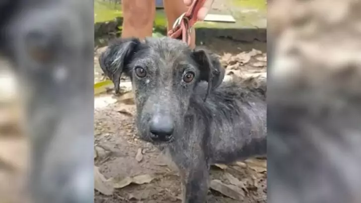 A malnourished puppy was abandoned behind a house, persistently crying for several days in the hope of reuniting with its owners