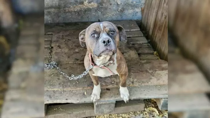 This dog endured months of confinement to a dilapidated shelter, yearning for someone to come to his rescue