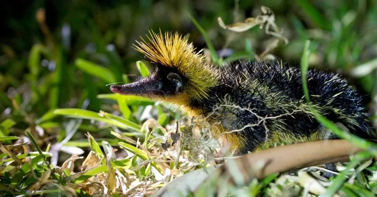 The Hidden Existence of the Streaked Tenrec: Madagascar’s Remarkable Striped and Spiny Creature