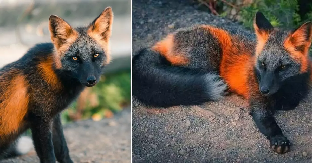 Unique Poses of the Orange and Black “Fire-Fox” Captured by a Photographer