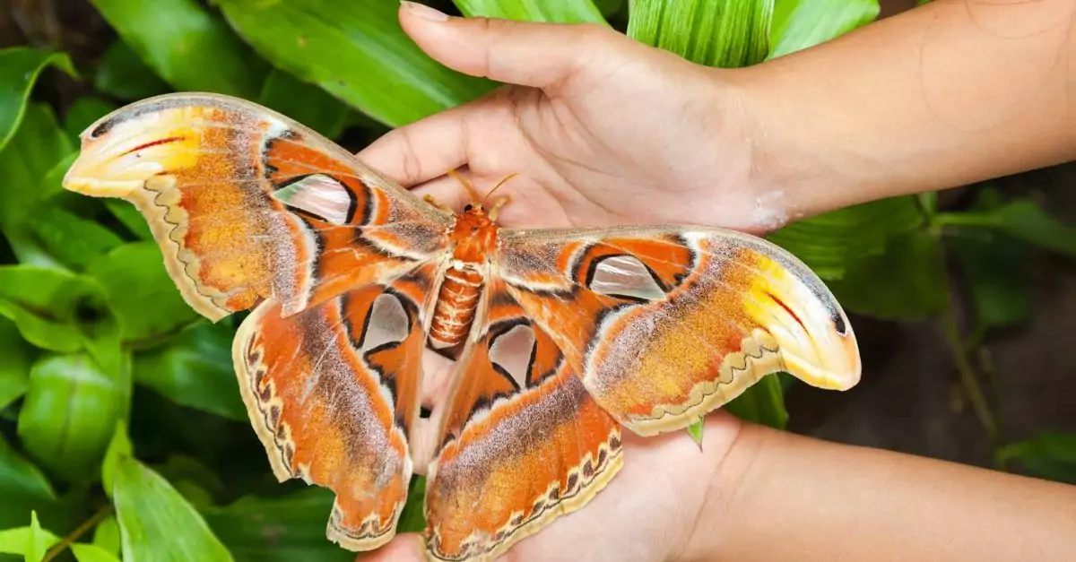 The largest moth in the world has been observed in the United States for the first time