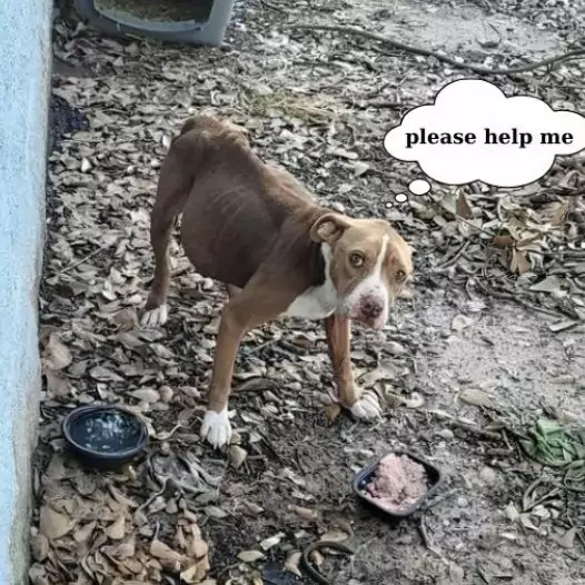 This poor pregnant dog was chained behind the house by its owner without food or water, just waiting for kind people to find it