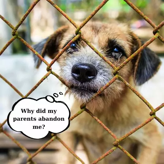 This dog cried so much when he saw his parents leaving the shelter, the dog didn’t understand why his parents brought him to this shelter