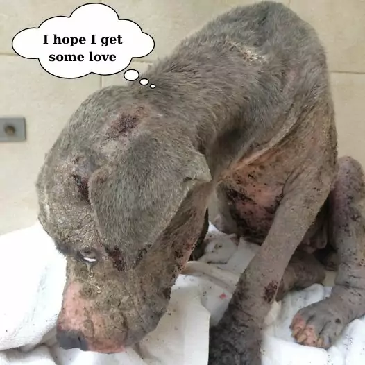 This dog was found and rescued in a state of brutal abuse by its owner