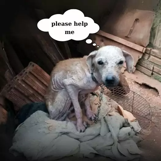 This dog was chained behind an old abandoned house by its previous owner and then cruelly left